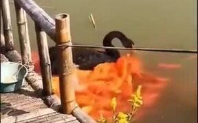 Black Swan Feeds A Horde Of Golden Koi Fish - Animals - VIDEOTIME.COM
