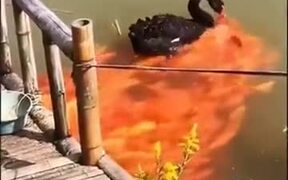 Black Swan Feeds A Horde Of Golden Koi Fish
