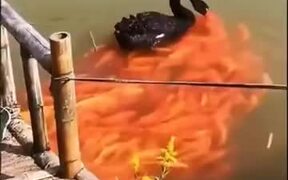 Black Swan Feeds A Horde Of Golden Koi Fish - Animals - VIDEOTIME.COM