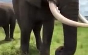 Elephant Literally Pranks A Woman