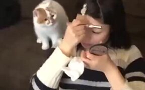 Cats Hate Makeup - Animals - VIDEOTIME.COM