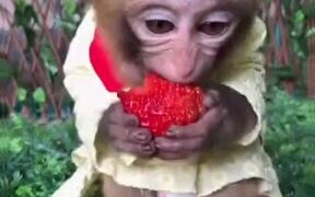 Monkey Loves Strawberry - Animals - VIDEOTIME.COM