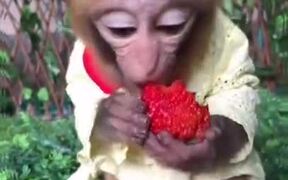 Monkey Loves Strawberry - Animals - VIDEOTIME.COM