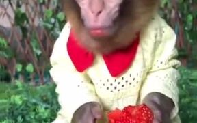 Monkey Loves Strawberry