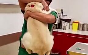 Doctor Dances With Puppy Before Giving A Vaccine - Animals - VIDEOTIME.COM