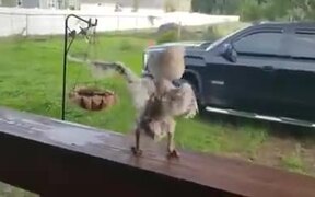 Dancing Chick