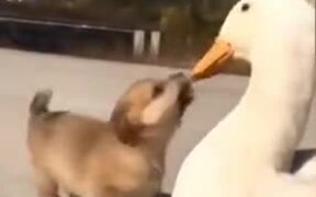 Beautiful Relationship Between A Puppy And A Duck - Animals - VIDEOTIME.COM