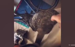 Funny Hilarious Cats.. - Animals - VIDEOTIME.COM