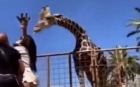 Kid Gets A Nice Lift From A Giraffe