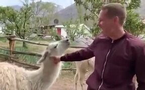 Llamas Don't Like Getting Petted - Animals - VIDEOTIME.COM