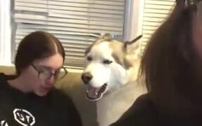 Husky Tells That He Doesn't Want To Lie Down