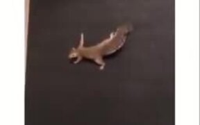 Squirrel Gets A Rug Wall, Is Beyond Happy - Animals - VIDEOTIME.COM