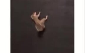 Squirrel Gets A Rug Wall, Is Beyond Happy