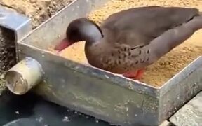 Duck Feeds The Fishes In The Pond