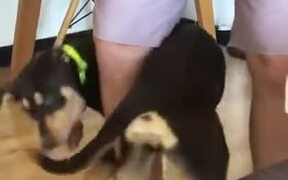 Dog Chases It's Own Tail Around This Guy's Leg - Animals - VIDEOTIME.COM