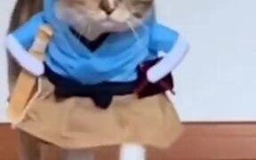 Cats Doing An Actual Catwalk - Animals - VIDEOTIME.COM