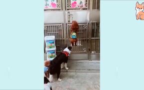 Cutest Puppies Compilation Ever - Animals - VIDEOTIME.COM