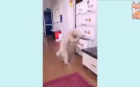 Cutest Puppies Compilation Ever