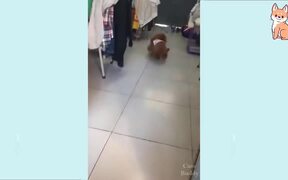 Cutest Puppies Compilation Ever - Animals - VIDEOTIME.COM