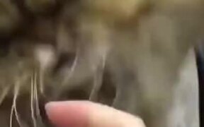 Cat Wants Nothing To Do With Getting Brushed - Animals - VIDEOTIME.COM