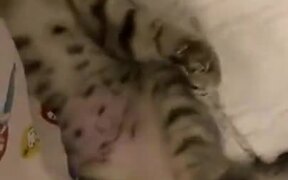  Kitten Plays With Ball