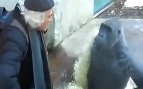 Chimpanzee And Old Man Engaged In AConversation