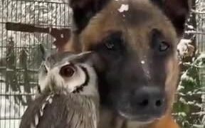 Divided As Species, United By Friendship - Animals - VIDEOTIME.COM