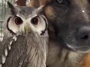 Divided As Species, United By Friendship - Animals - Y8.COM