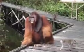 Monkey Steals Banana From Orangutan's Mouth - Animals - VIDEOTIME.COM