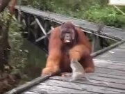 Monkey Steals Banana From Orangutan's Mouth