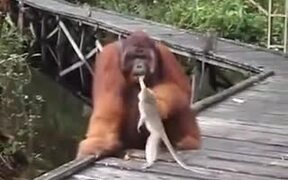 Monkey Steals Banana From Orangutan's Mouth