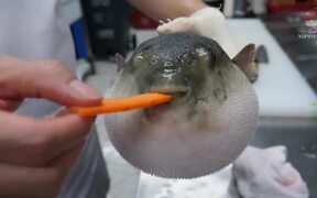 The Puffer Fish