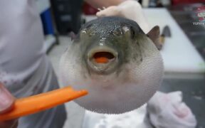 The Puffer Fish - Animals - VIDEOTIME.COM