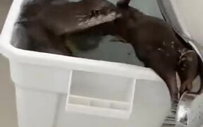 Otter Just Won't Share The Shower Head - Animals - VIDEOTIME.COM