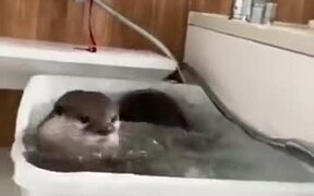 Otter Just Won't Share The Shower Head