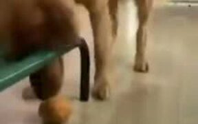 Dumb Pupper Tries To Retrieve Ball, Fails