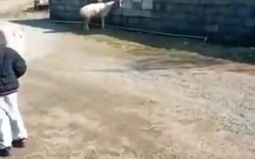 This Ram Is Literally The GOAT Of Football - Animals - VIDEOTIME.COM