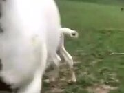 Adorable Foal Is Just 8 Hours Old - Animals - Y8.COM