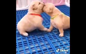 Cat and Dog - Funny Compilation
