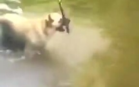 Doggo's A Professional At Holding The Stick - Animals - VIDEOTIME.COM