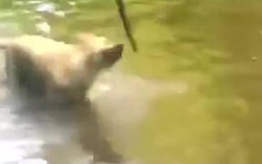 Doggo's A Professional At Holding The Stick - Animals - VIDEOTIME.COM