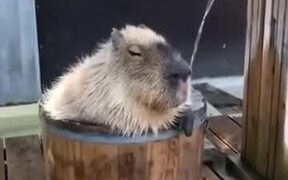 Capybara Takes The Most Relaxing Bath Ever - Animals - VIDEOTIME.COM