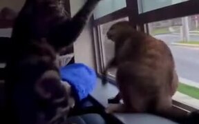 Cats Engaged In Fighting