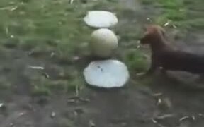 So Cute! Dog And Turtle Play With A Ball Together - Animals - VIDEOTIME.COM