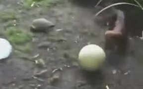 So Cute! Dog And Turtle Play With A Ball Together