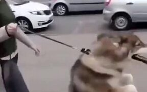 Doggo Walks On Two Legs Like A Human - Animals - VIDEOTIME.COM