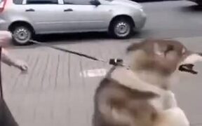Doggo Walks On Two Legs Like A Human - Animals - VIDEOTIME.COM