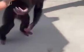 Chimpanzee Sees Owner, Jumps In Her Arms