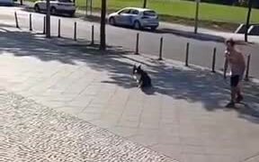 Doggo Beats Human To Parkour Like A Boss - Animals - VIDEOTIME.COM
