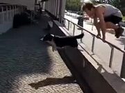 Doggo Beats Human To Parkour Like A Boss
